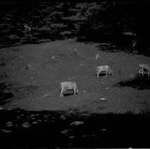 Negative, Glass Plate