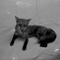 Negative, Glass Plate