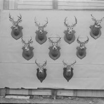 Negative, Glass Plate