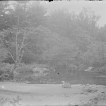 Negative, Glass Plate