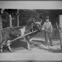 Negative, Glass Plate