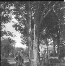 Negative, Glass plate