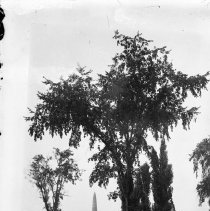 Negative, Glass plate