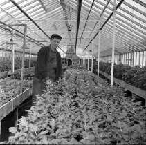 Negative, Sheet Film