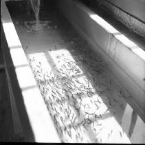 Negative, Sheet Film