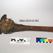 Root Club 2019-01-001