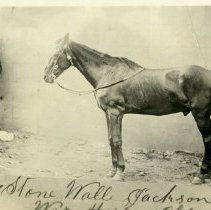 Stonewall Jackson's horse