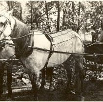Concord Wagon with Top