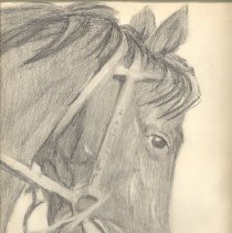 Horse Head Sketch