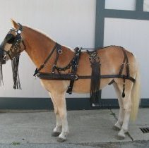 Side View on Halflinger