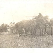 4-across team put to haymow