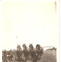 4 abreast mowing grain