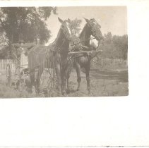 Pair hitched to buggy