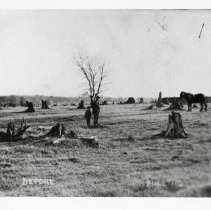 Irish Farm in Sanford, MI