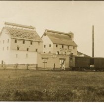 Vanneste Brothers Chicory Plant