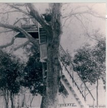 Buzzard Roost in Swann Backyar