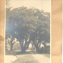 Live Oak Ash and 10th Street