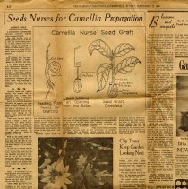 Camellia Propogation