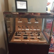 Fossils in Display Case