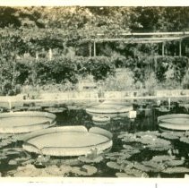 Aunt Anna's yard. 1939 Victoria Regia water Lily.  Leaves are 44 inches acr