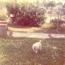 Dog at South entrance to Jail