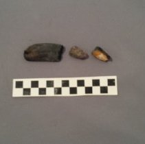 Probable fangs or teeth