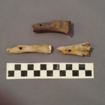 Bones with drilled  holes