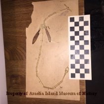 Carving? on cardboard