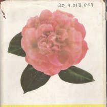 Camellias