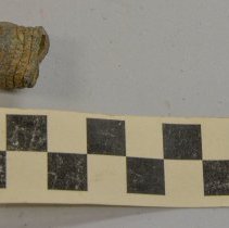 fired Minni ball bullet