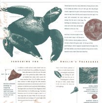 Amelia Island Tourism Brochure