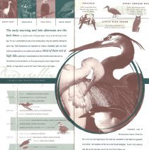 Amelia Island Tourism Brochure