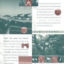 Amelia Island Tourism Brochure