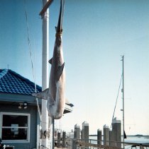 Hanging Shark At Main Docks  By Gracie Frederick 06-06-2011