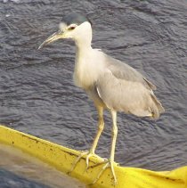 Black Crowned Night Heron Egan's Creek 2
