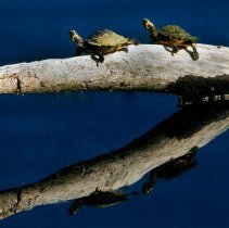 Collection of Photgraphs by Steve Leimberg