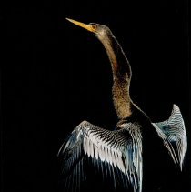 Collection of Photgraphs by Steve Leimberg