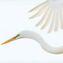 Collection of Photgraphs by Steve Leimberg