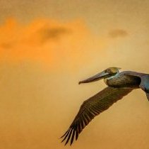 Collection of Photgraphs by Steve Leimberg