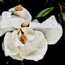 Collection of Photgraphs by Steve Leimberg