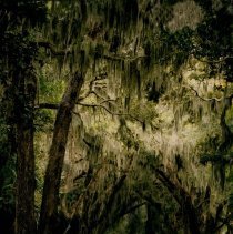 Collection of Photgraphs by Steve Leimberg