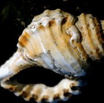 Collection of Photgraphs by Steve Leimberg