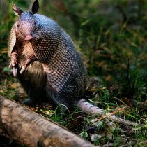 Collection of Photgraphs by Steve Leimberg