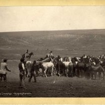 A59-125 With the Cowboys Roping Horses