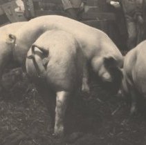Four Pegs in a Pen, c.1930