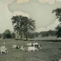 Cattle on Charlie Barber Farm