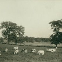 Cattle on Charlie Barber Farm