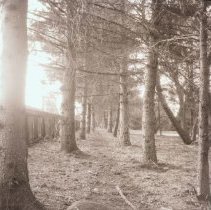 Grounds of Goldie's Mill, 1918