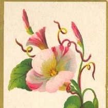 J. D. Williamson Ad Card