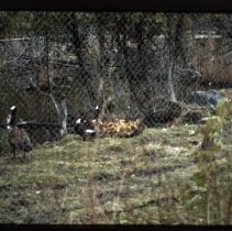 Kortright Waterfowl Park